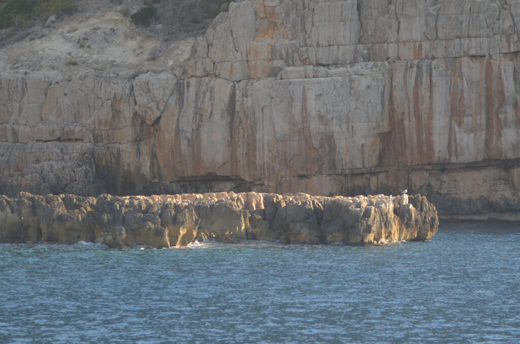 algunas reflexiones sobre consultoría de negocio - pajaro sobre roca en una cala mediterránea
