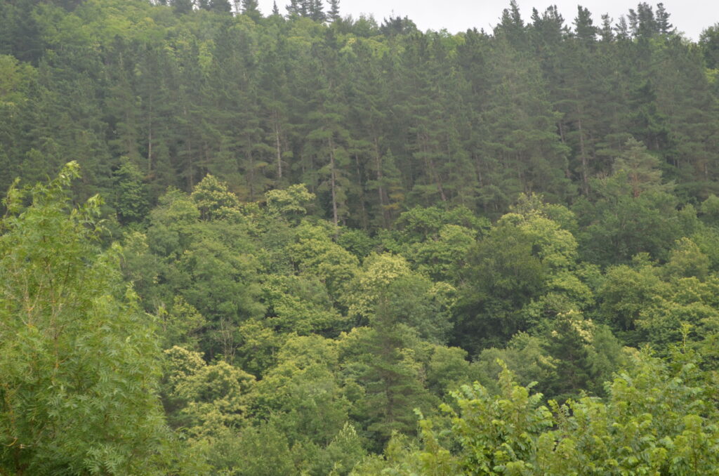 un recurso llamado consultoría de negocio - bosque junto a las Salinas de Leniz