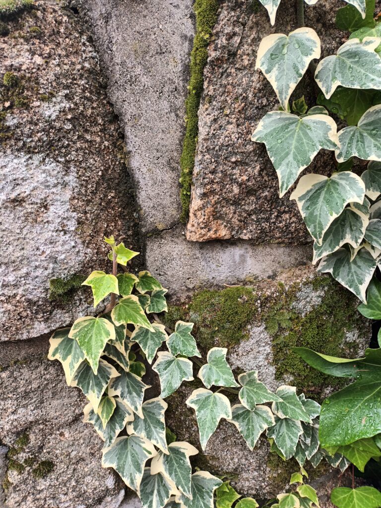 conversión de una contabilidad fiscal en analítica - hiedra subiendo por muro de piedra